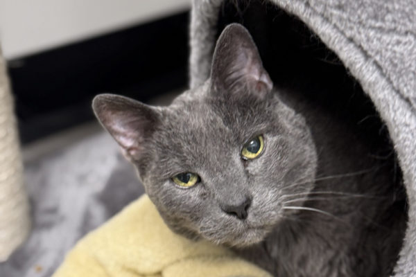 Clinic-Cat-Smokey